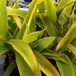 Cordyline fruticosa Lemon Lime