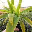 Cordyline fruticosa Lemon Lime