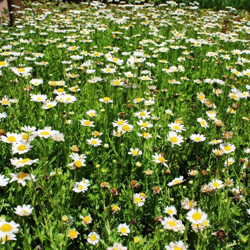 Chrysanthemum paludosum Snowland – Divine Plants Online Shop