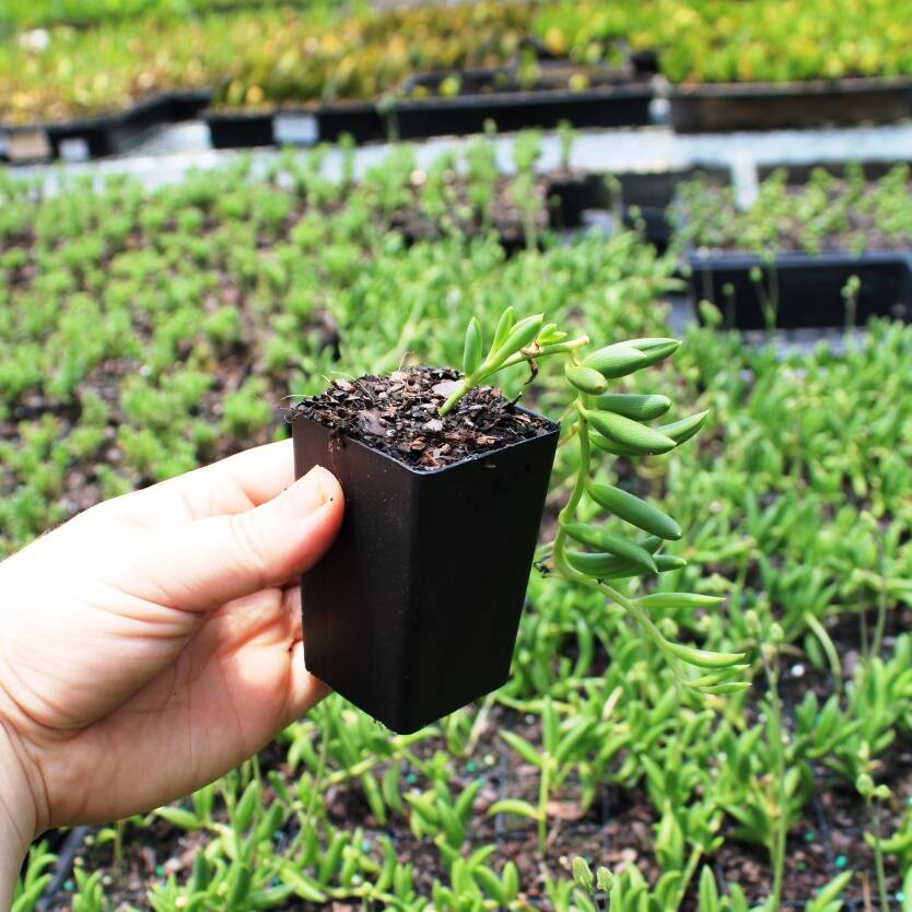 String of beans plant information