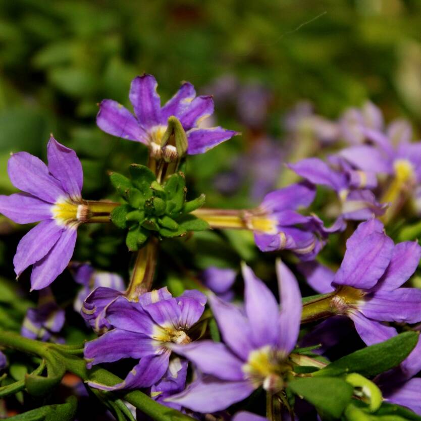 Scaevola Mauve Clusters – Divine Plants Online Shop