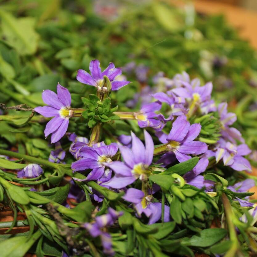 Scaevola Mauve Clusters – Divine Plants Online Shop