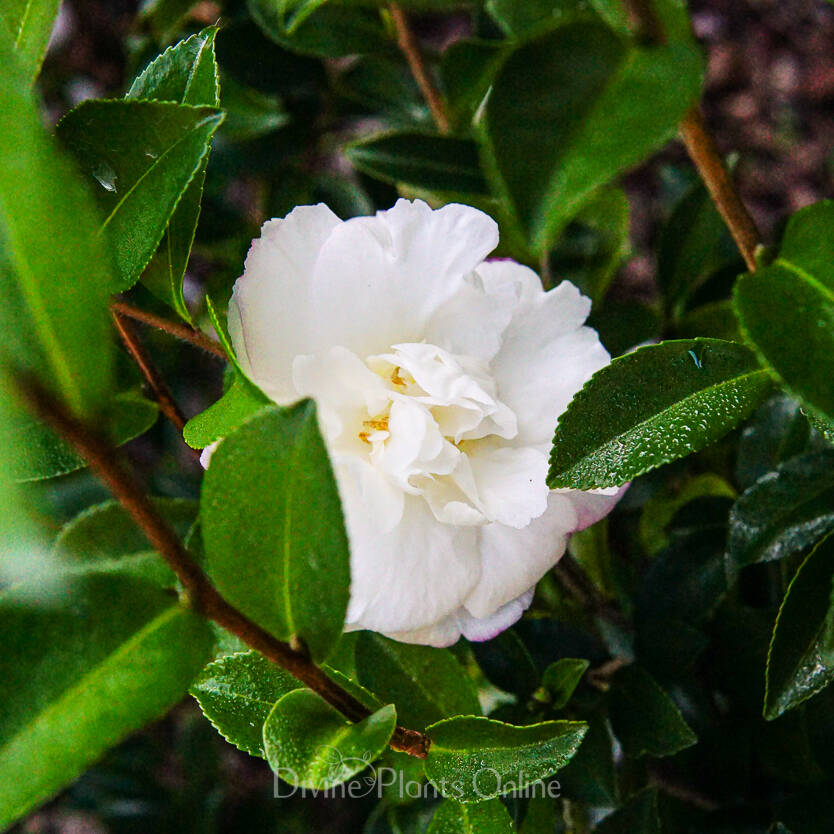 Camellia sasanqua Pure Silk – Divine Plants Online Shop