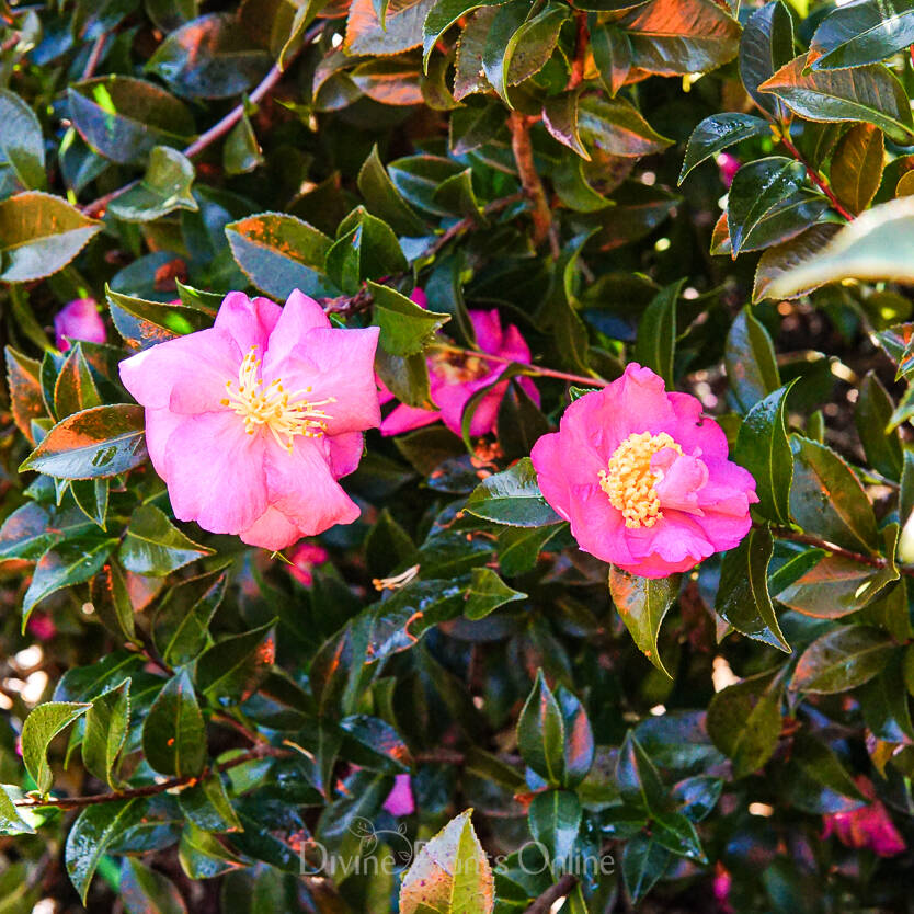 Camellia sasanqua Rose Ann – Divine Plants Online Shop