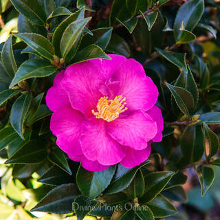 Camellia sasanqua Bonsai Baby