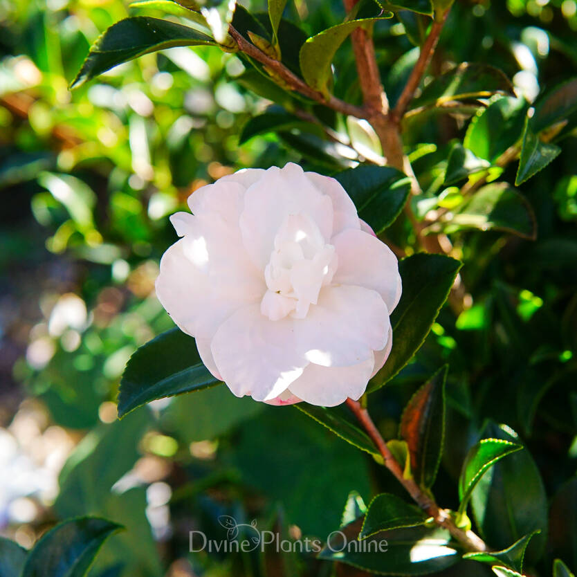 Camellia sasanqua Silver Dollar – Divine Plants Online Shop