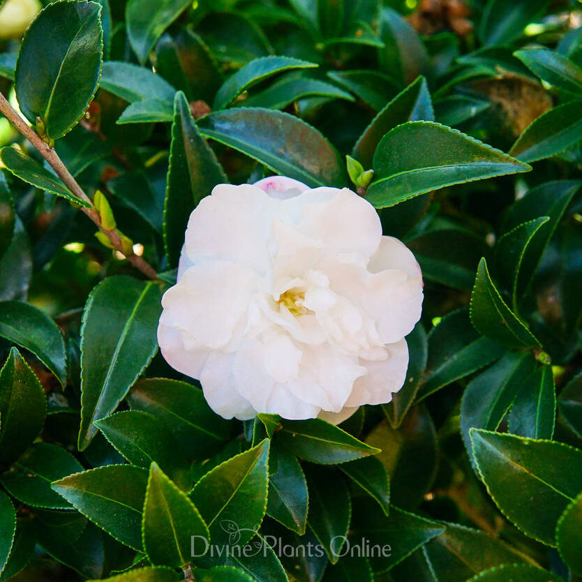 Camellia Sasanqua Silver Dollar – Divine Plants Online Shop