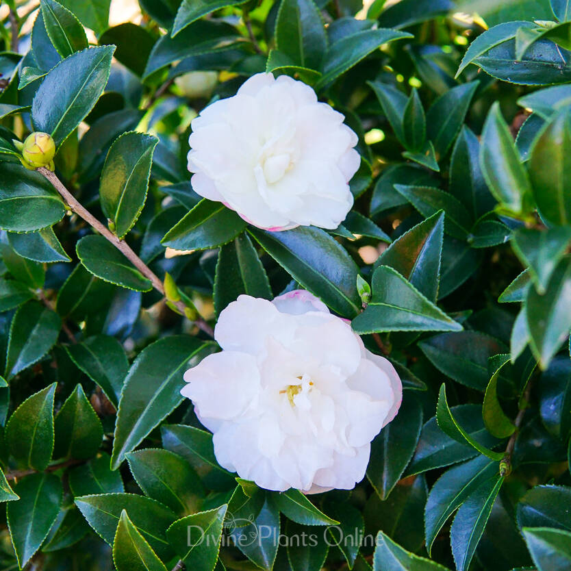 Camellia sasanqua Silver Dollar – Divine Plants Online Shop