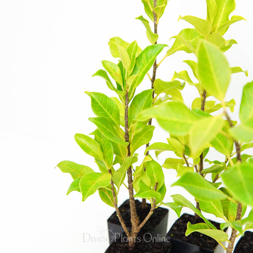 Ficus Emerald – Divine Plants Online Shop