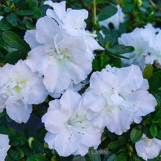 Azalea indica White Bouquet