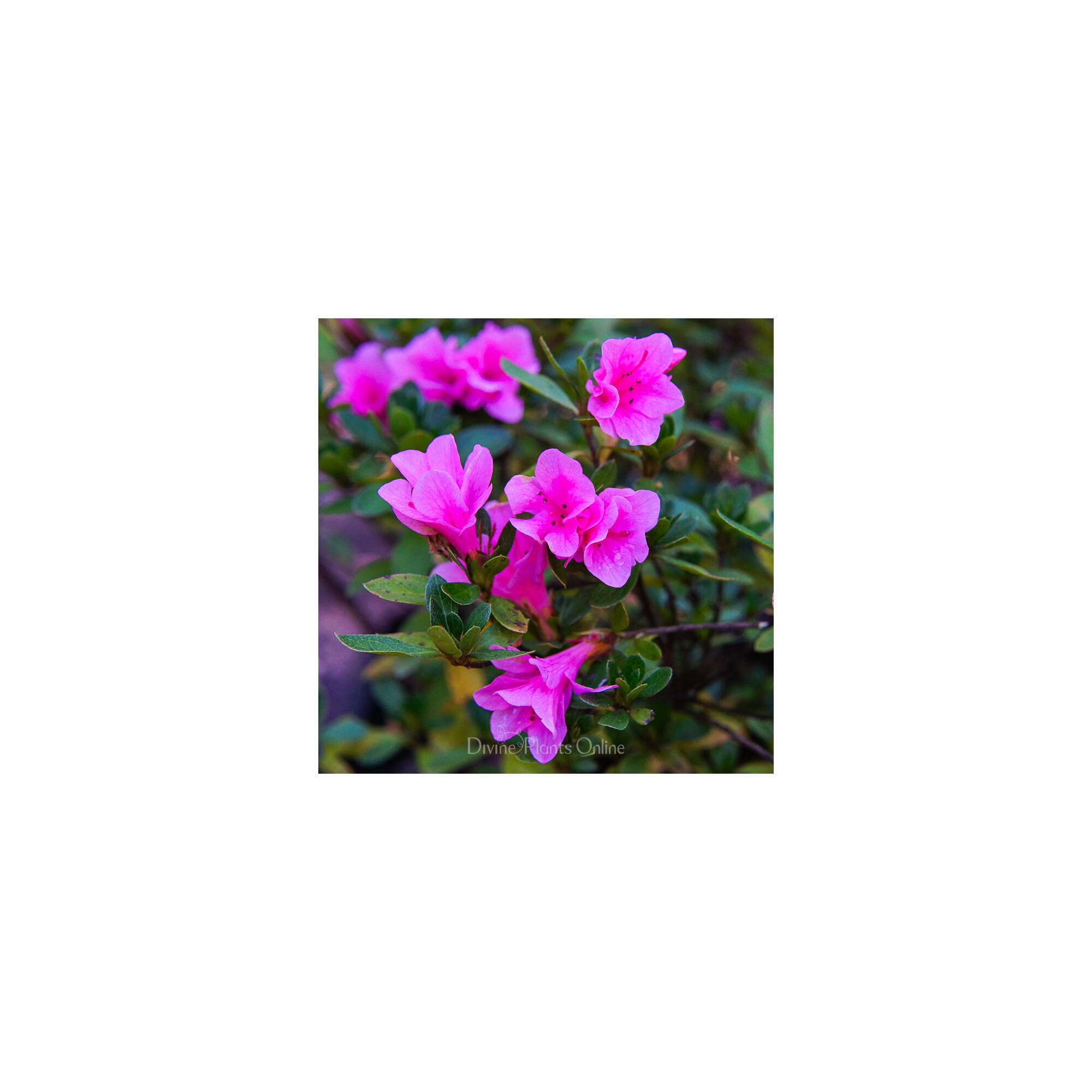 Azalea Kirin – Divine Plants Online Shop