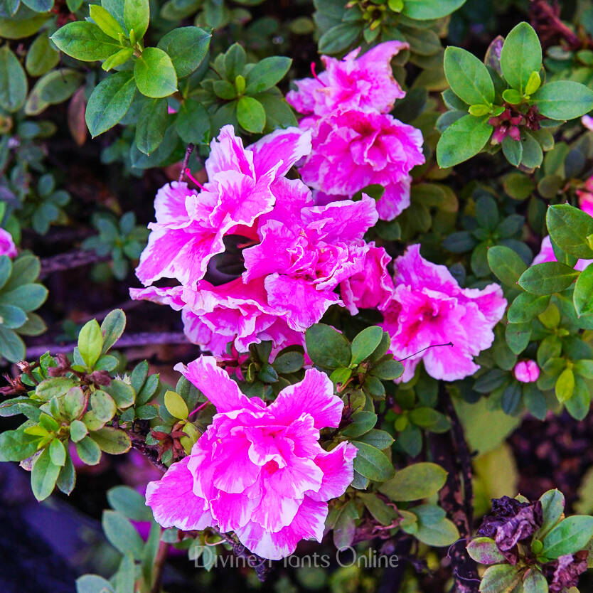 Azalea indica Inga – Divine Plants Online Shop