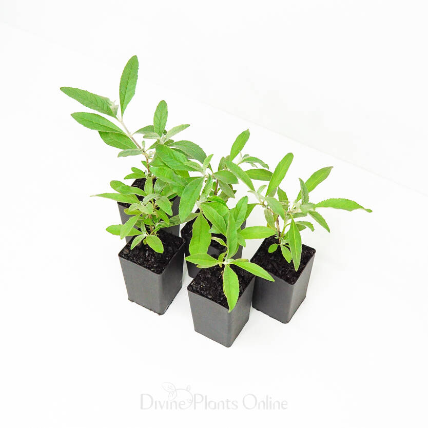 Buddleja davidii Joan – Divine Plants Online Shop