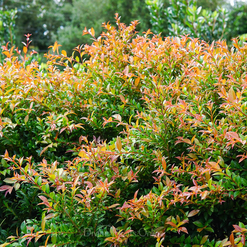 Syzygium australe Bush Christmas – Divine Plants Online Shop