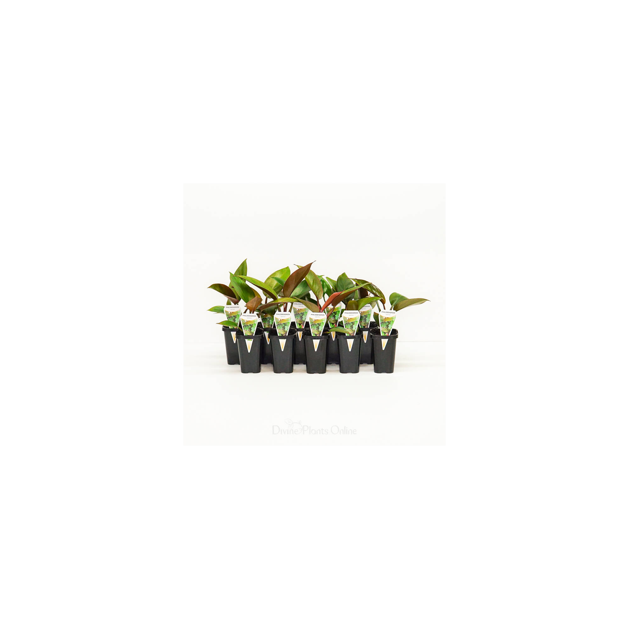 68mm Philodendron Rojo Congo Divine Plants Online Shop