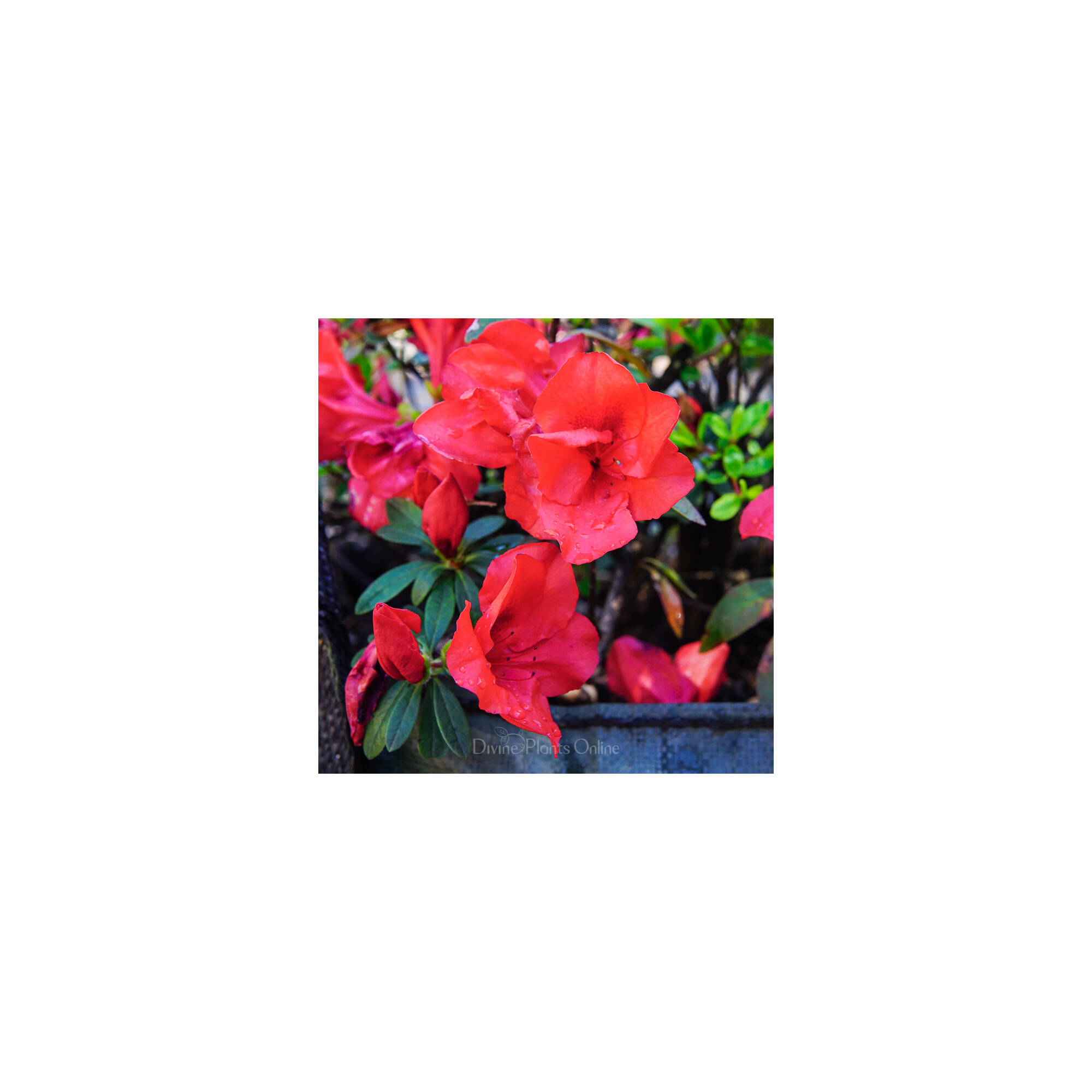 Azalea Carnival Rocket – Divine Plants Online Shop