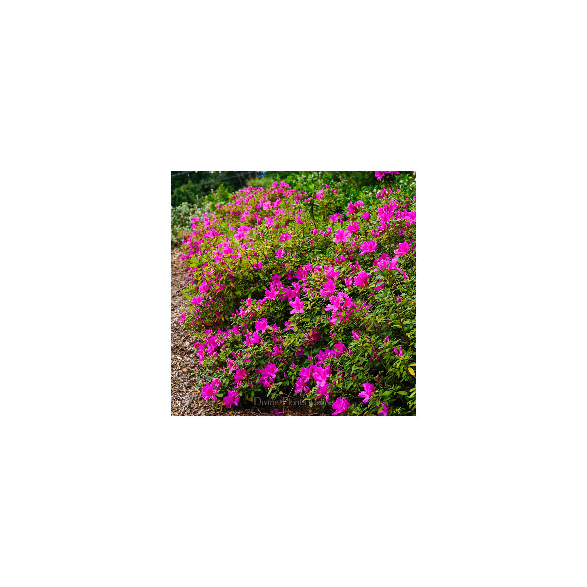 Azalea indica Magnifica – Divine Plants Online Shop