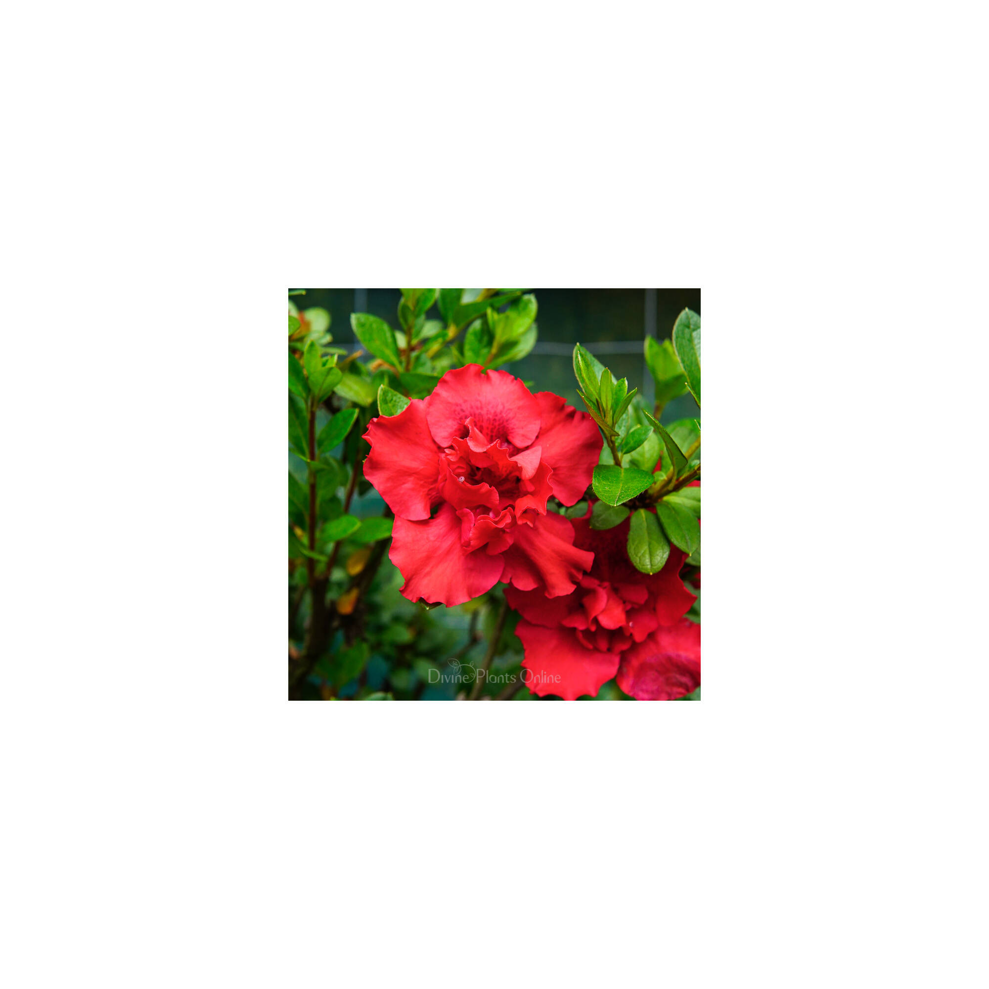 Azalea Goyet – Divine Plants Online Shop