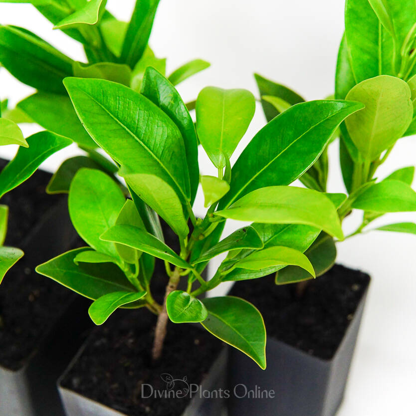 Ficus microcarpa Hillii – Divine Plants Online Shop