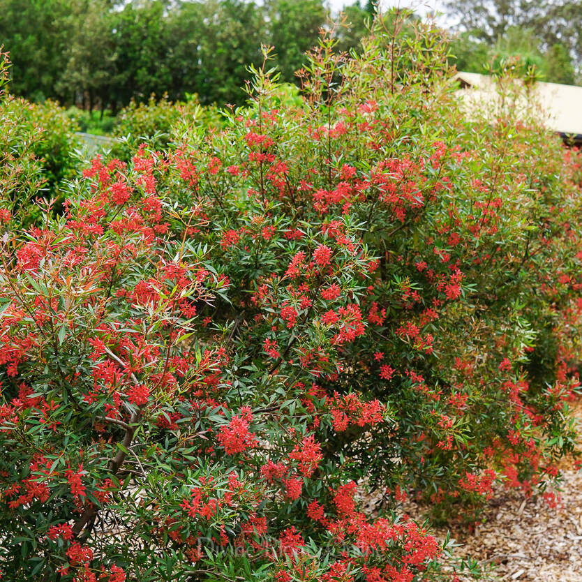 Ceratopetalum gummiferum Alberys Red – Divine Plants Online Shop