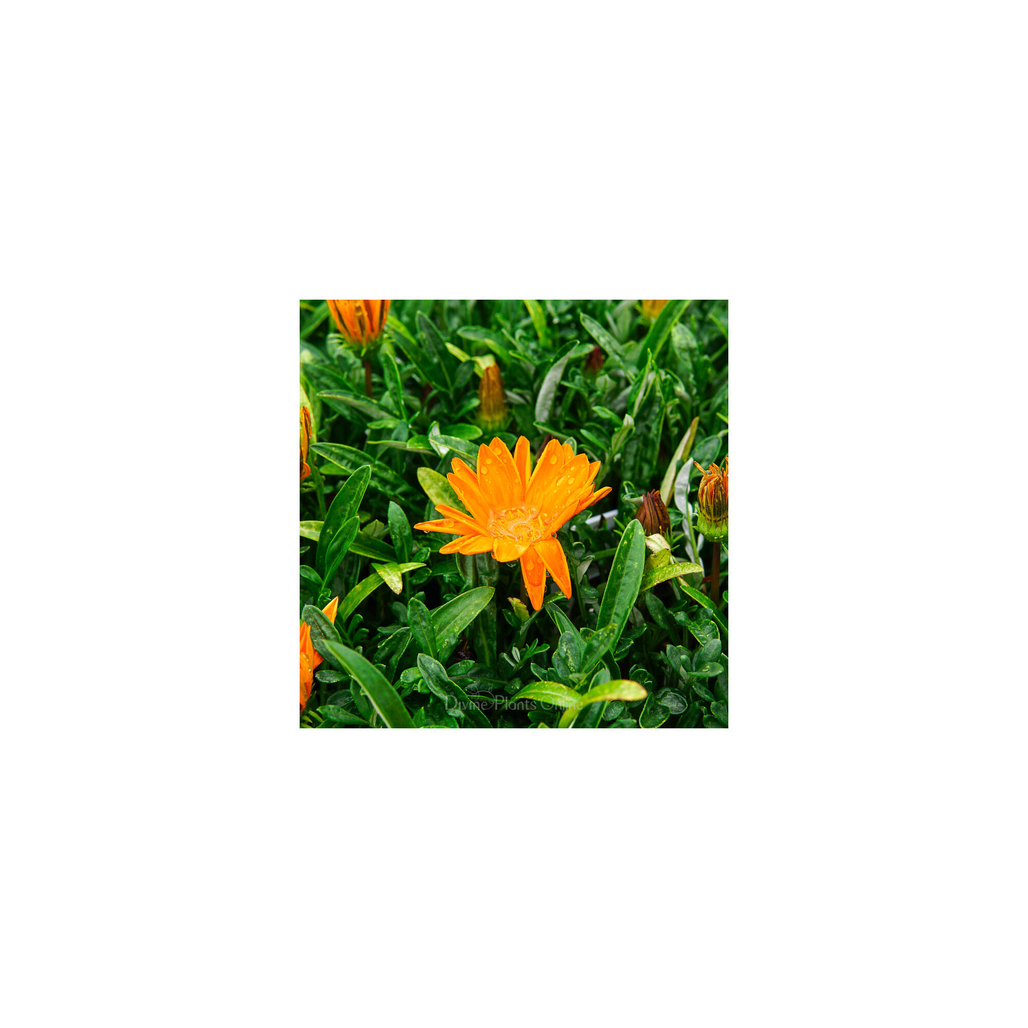 Gazania rigens New Day Clear Orange – Divine Plants Online Shop