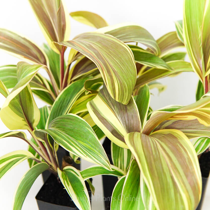 Cordyline fruticosa Chocolate Queen – Divine Plants Online Shop