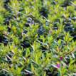 Cuphea hyssopifolia Violet