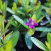 Cuphea hyssopifolia Violet