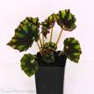 Begonia Rex