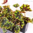 Begonia Rex