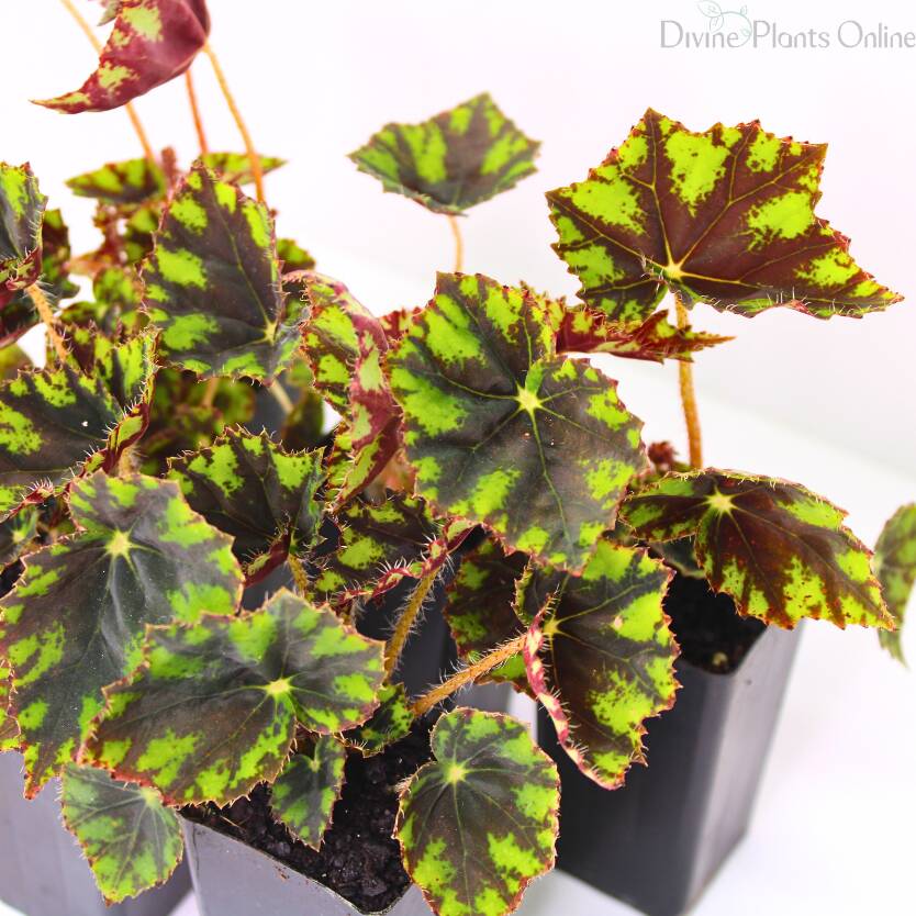 Begonia Rex