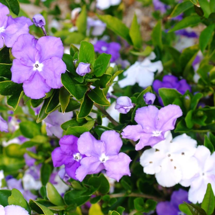 Brunfelsia latifolia – Divine Plants Online Shop