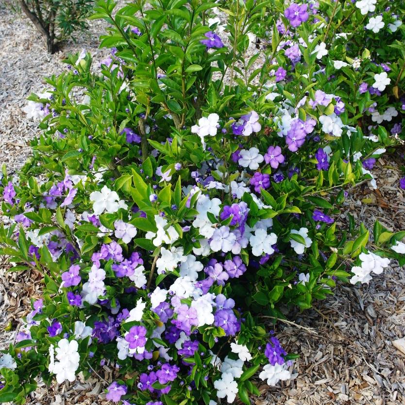 Brunfelsia latifolia – Divine Plants Online Shop