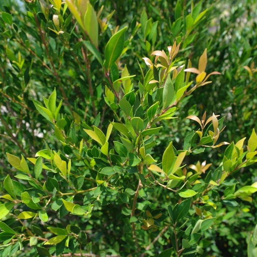 Acmena smithii var. Minor – Divine Plants Online Shop