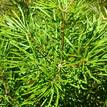 Banksia spinulosa Collina