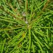 Banksia spinulosa Collina