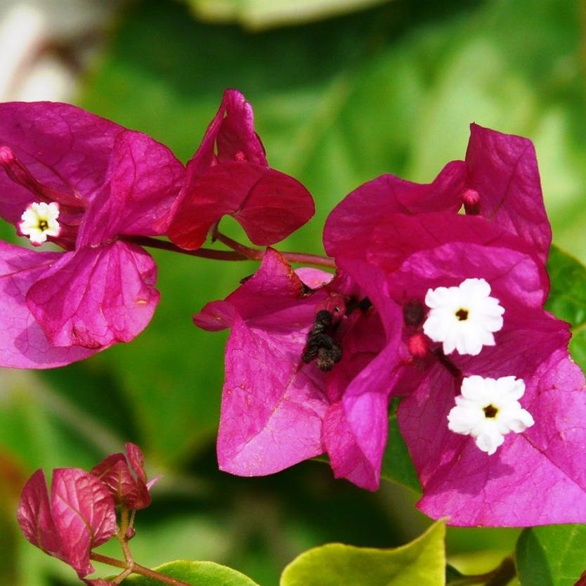 Bougainvillea Magnifica Traillii