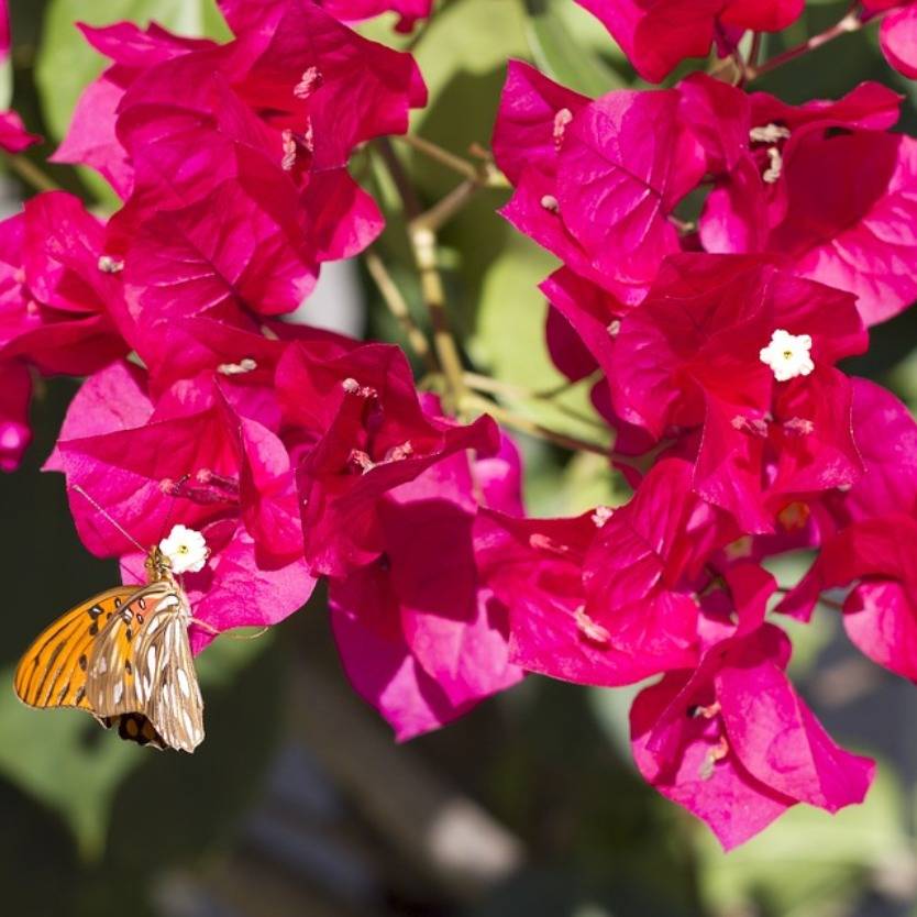 Bougainvillea Smarty Pants