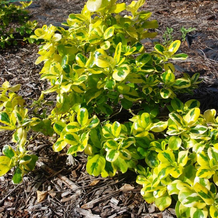 Euonymus fortunei Gold Splash – Divine Plants Online Shop